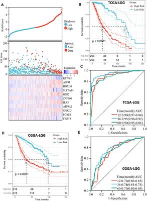 A Risk Model Developed Based on Homologous Recombination Deficiency Predicts Overall Survival in Patients With Lower Grade Glioma